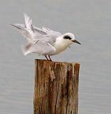 Ruffled Tern_28275